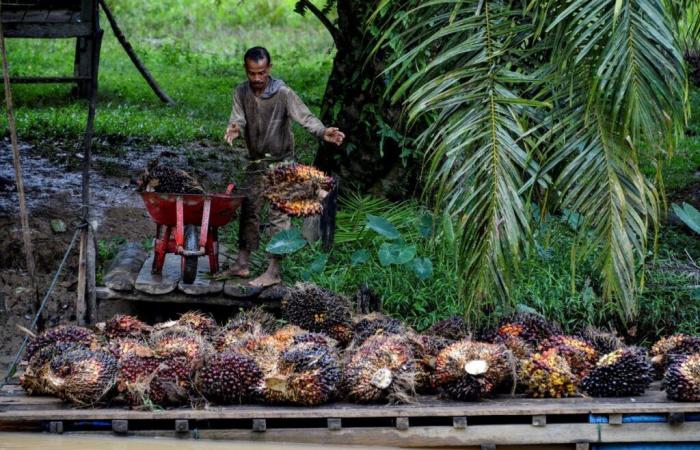 Palmöl: Die EU gewinnt ihren Fall bei der WTO gegen Indonesien teilweise