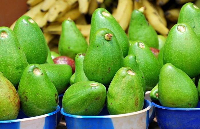 Südafrika, Wachstumsmotor der afrikanischen Avocado-Exporte im Jahr 2024 – VivAfrik