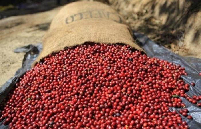 Die Preise für Robusta-Kaffee sind an diesem Wochenende gesunken und prognostizieren Exportpreise für Kaffee im Jahr 2025