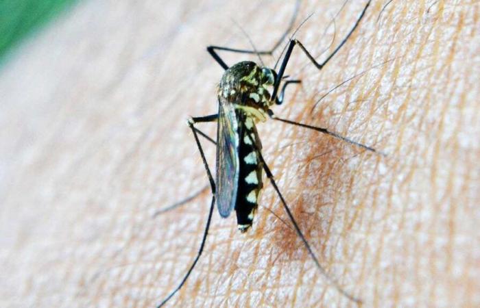 die neue wissenschaftliche Waffe gegen die Geißel Malaria