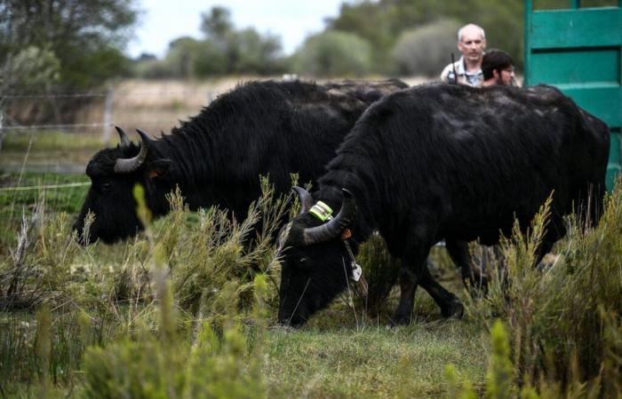 Erkennung von Fällen der Maul- und Klauenseuche bei Büffeln in Deutschland