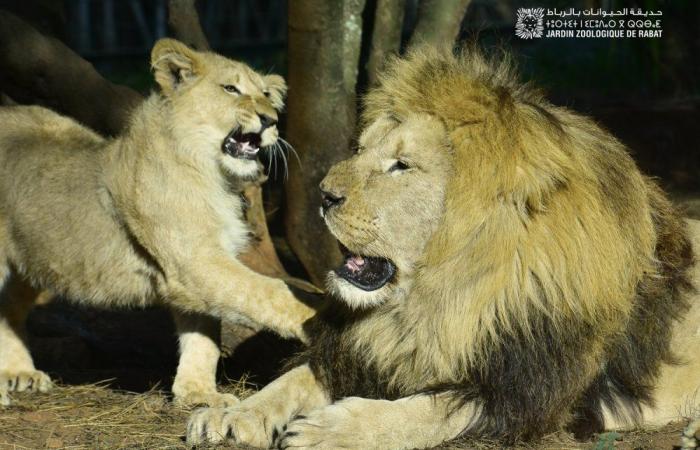 Der Rabat Zoo feiert sein 13-jähriges Jubiläum