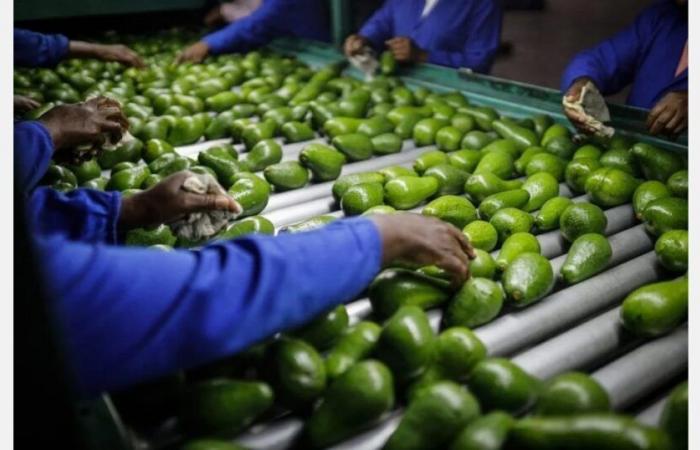 Marokko strebt für 2024/25 90.000 Tonnen Avocados an