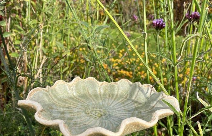 So sorgen Sie dafür, dass die Tierwelt in Ihrem Wintergarten gedeiht