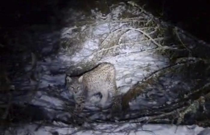 Luchs in Schottland „illegal freigelassen“.