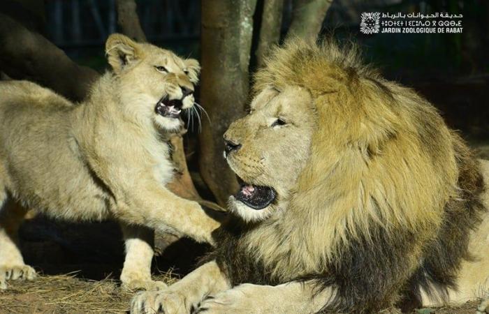 Nationaler Zoologischer Garten, Rabats meistbesuchte Sehenswürdigkeit