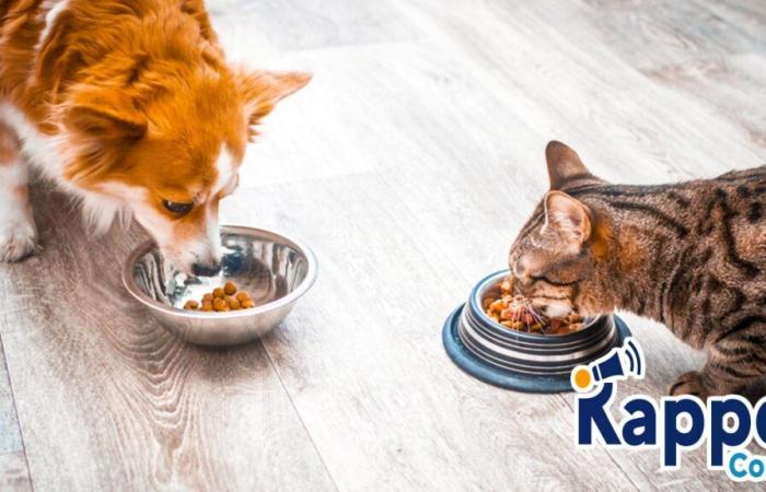 Diese kontaminierten Kroketten für Hunde und Katzen sind in ganz Frankreich Gegenstand eines dringenden Produktrückrufs