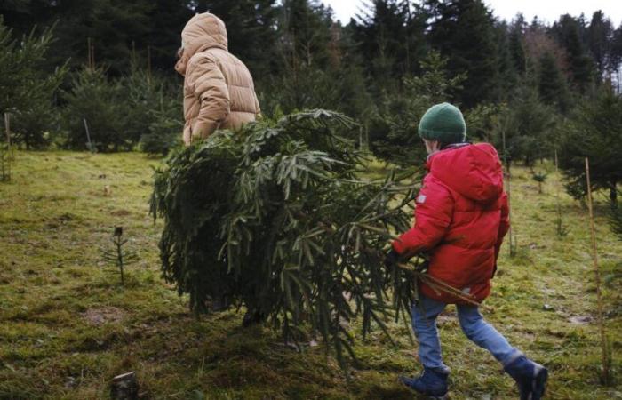 Die Stadt Gent lud ihre Einwohner eilig ein, ihre Weihnachtsbäume zu essen – rts.ch