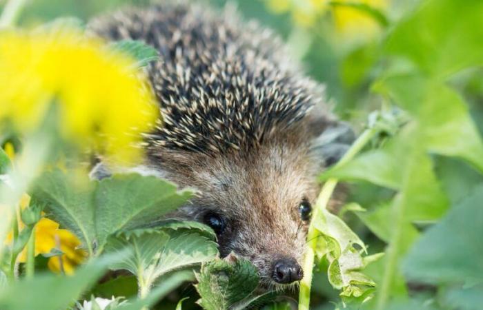 So sorgen Sie dafür, dass die Tierwelt in Ihrem Wintergarten gedeiht