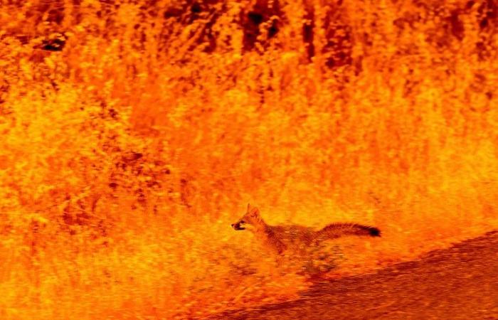 Ist der Klimawandel für die Waldbrände in Kalifornien verantwortlich? | Nachrichten zur Klimakrise