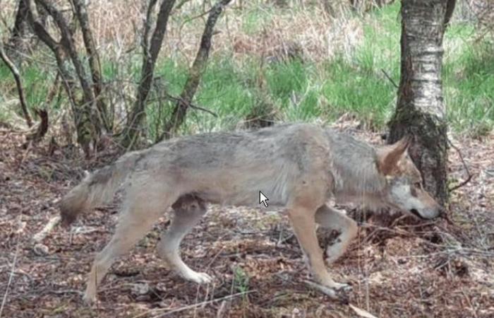 Ein Amateurfotograf begegnet einem Wolf, der im Laïta badet