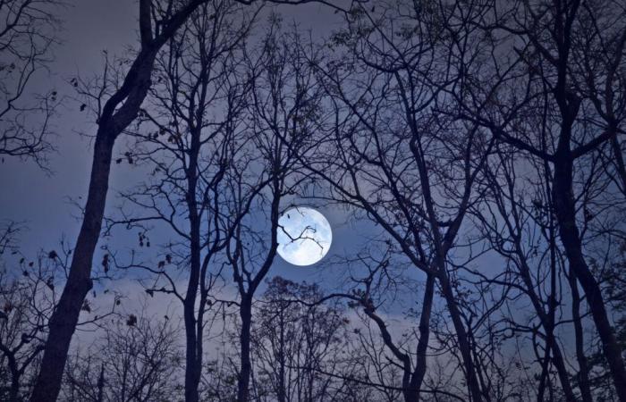 Der Wolfsvollmond (der erste des Jahres) steht sehr bald vor der Tür: Hier erfahren Sie, was Sie erwartet