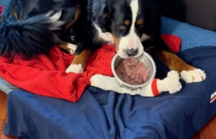 Entdecken Sie das bezaubernde Morgenritual dieses Berner Sennenhundes, der nur im Bett frühstückt (Video)