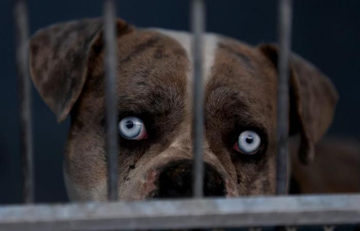 Pferde, Hunde, Kaninchen … unzählige Tiere, die durch die Brände in Los Angeles traumatisiert wurden