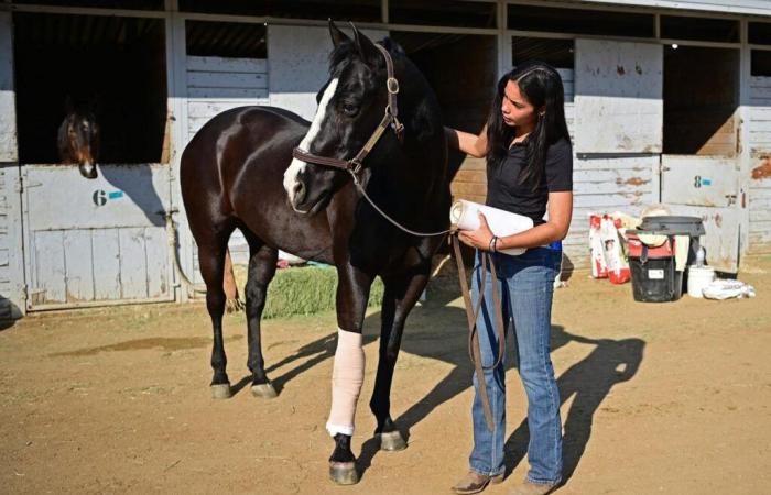 Pferde, Hunde, Kaninchen … unzählige Tiere, die durch die Brände in Los Angeles traumatisiert wurden