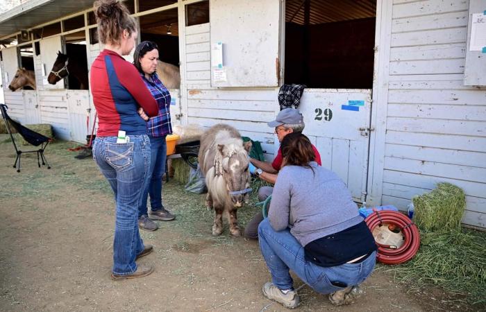 Pferde, Hunde, Kaninchen … unzählige Tiere, die durch die Brände in Los Angeles traumatisiert wurden