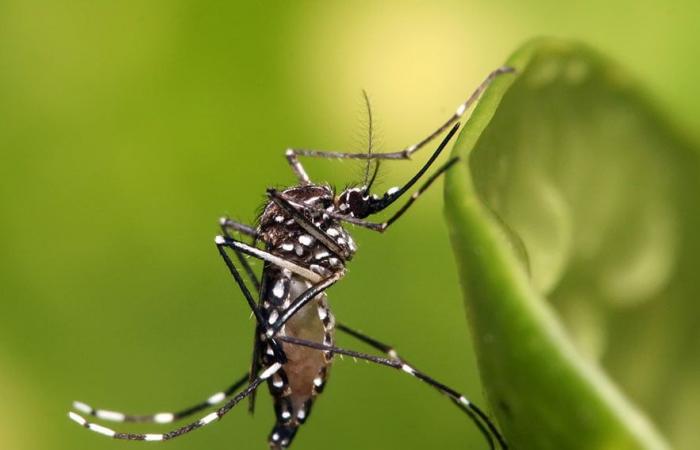 Gentechnisch veränderte Mücken zur Bekämpfung von Krankheiten