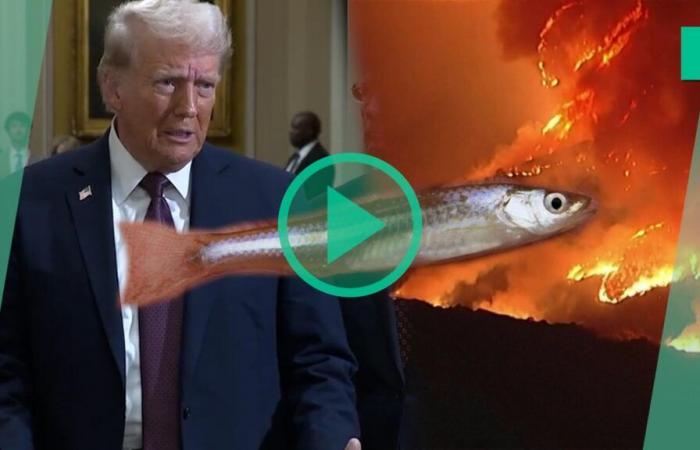 Warum Donald Trump einem kleinen Fisch die Verantwortung vorwirft