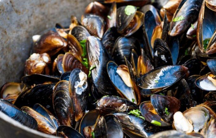 Darf man während der Schwangerschaft Muscheln essen?