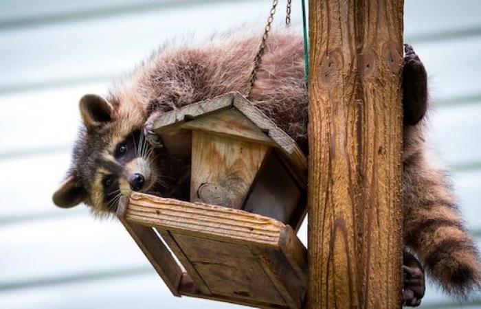 Erster Fall von Tollwut bei einem Waschbären seit fast 10 Jahren in Quebec