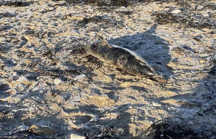 Ein Delfin wurde an einem Strand in Morbihan gestrandet gefunden