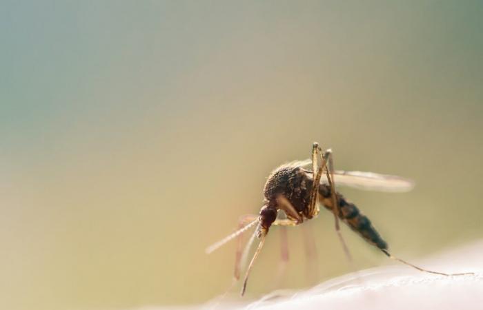 Dengue-Fälle nehmen zu Beginn des Jahres in Fenua „deutlich zu“ • TNTV Tahiti Nui Télévision