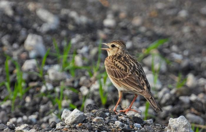 Helfen Sie Ende Januar beim Zählen der Gartenvögel