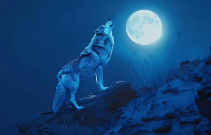 Der Wolfsvollmond am 13. Januar wird uns auf eine echte Achterbahnfahrt mitnehmen