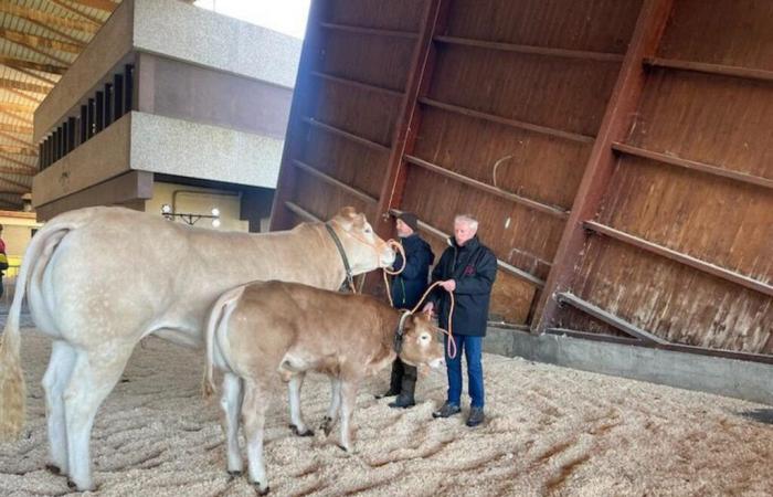 60 Blondinen treten diesen Montag in Lot-et-Garonne gegeneinander an