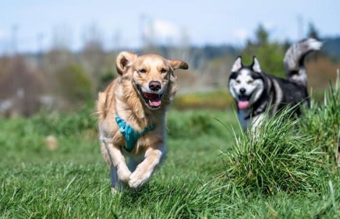 Welches Risiko besteht für meinen Hund?