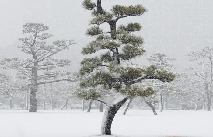 In Chaumont-photo-sur-Loire eine vergrößerte und verstörende Natur, vom japanischen Schneesturm bis zum tahitianischen Dschungel – Télérama.fr