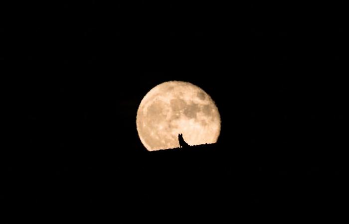 Heute Abend wird der Himmel über Mailand zum Vollmond erleuchten.