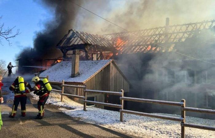 Etwa dreißig Rinder sterben bei einem Brand