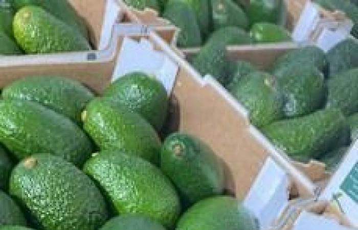 „Mango und Avocado sind mit niedrigen Preisen konfrontiert, aber der Markt findet immer noch ein Gleichgewicht“