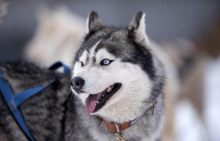 Die fünf Hunde, die ein siebenjähriges Kind getötet hatten, wurden auf Anraten von Tierärzten eingeschläfert