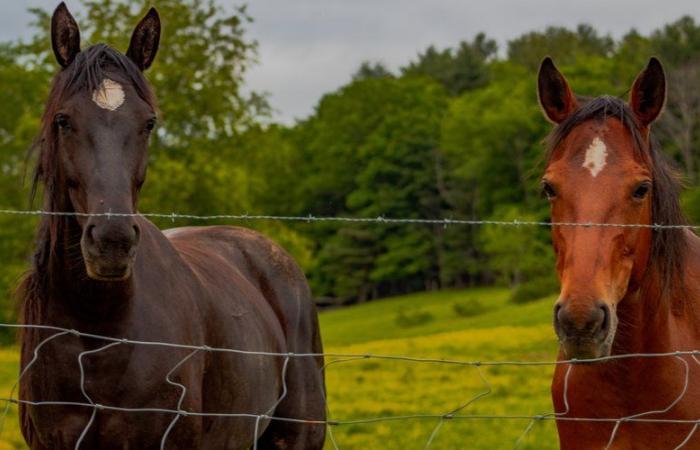 Zwei Pferde und ein Hund wurden in Gigean tot und vergiftet aufgefunden