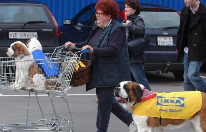 IKEA geht radikal gegen Hunde vor