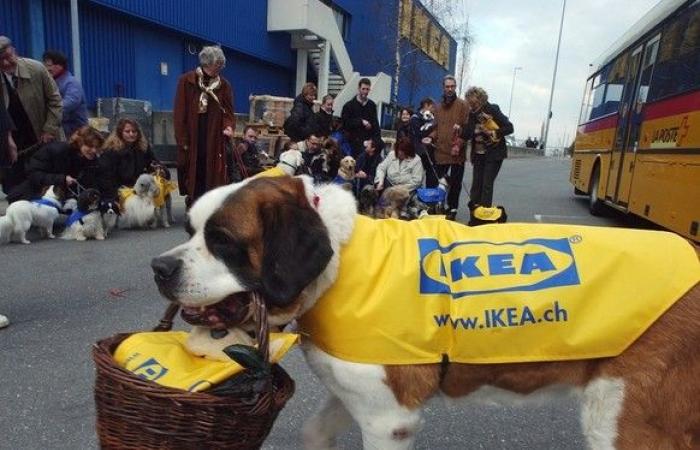 IKEA geht radikal gegen Hunde vor