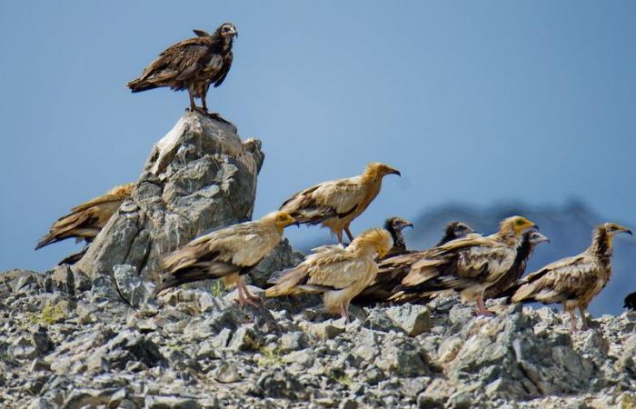 Der indische Botschafter präsentiert geflügelte Gesandte des Oman