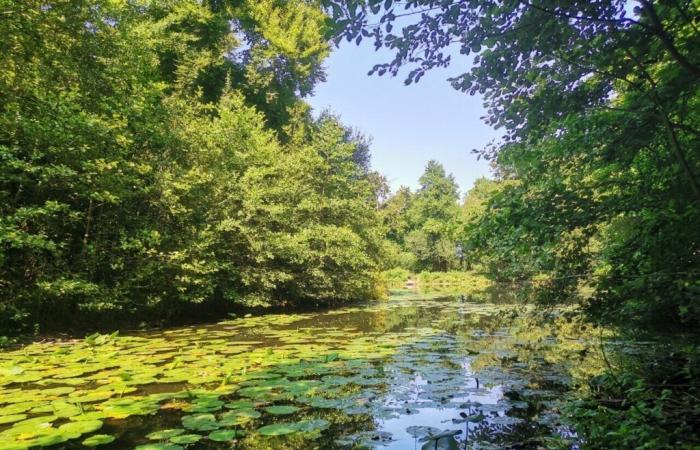 Haut-Rhin. In Chalampé wurden mehrere tausend Bäume gepflanzt, um einen Wald zu schaffen