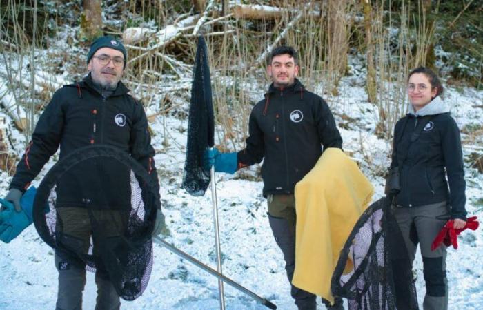 Zweifel. Ein Luchs wurde in Villers-le-Lac von einem Auto angefahren, ein Zeugenaufruf wurde gestartet, um das verletzte Tier zu lokalisieren