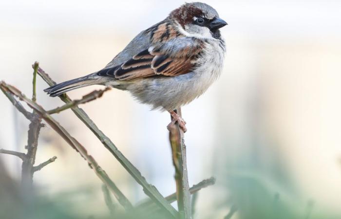 Das Rotkehlchen kommt in fast zwei Drittel der Schweizer Gärten vor