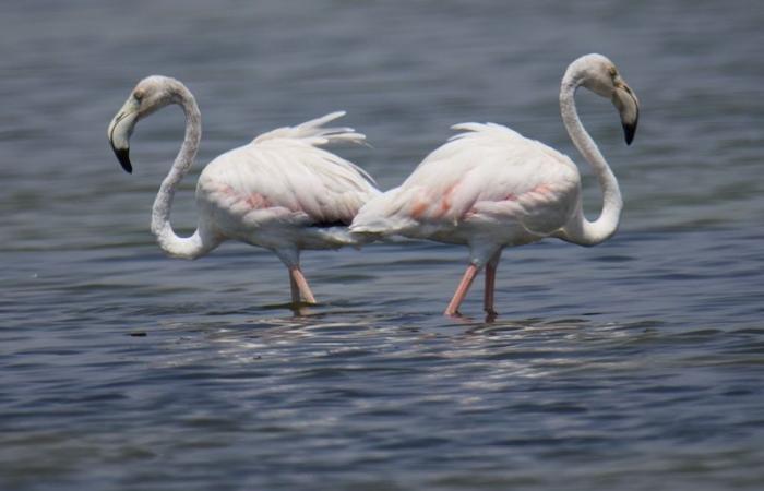 Der indische Botschafter präsentiert geflügelte Gesandte des Oman