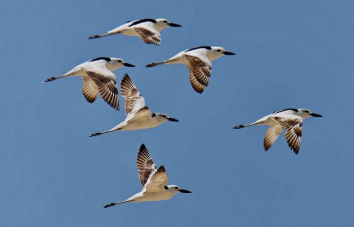 Der indische Botschafter präsentiert geflügelte Gesandte des Oman