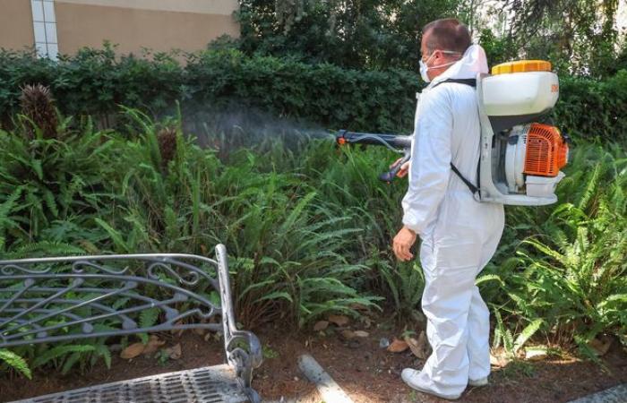 Chikungunya-Alarm, die Insel gerät in eine Krisensituation