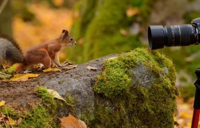 7 Tipps zum Fotografieren von Wildtieren