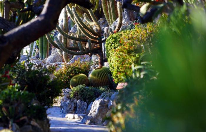 „Ich hoffe, dass die Touristen gerne wiederkommen!“ Monacos exotischer Garten soll dieses Jahr wieder für die Öffentlichkeit zugänglich sein