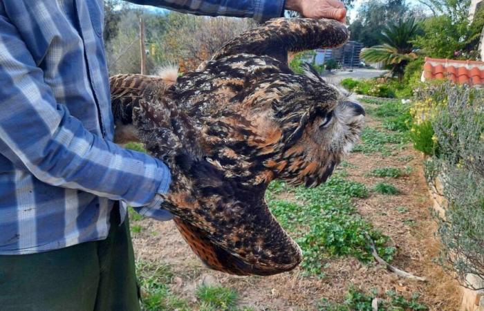 Dieser außergewöhnliche Greifvogel wurde in den Pyrénées-Orientales tot aufgefunden: Was ist passiert?