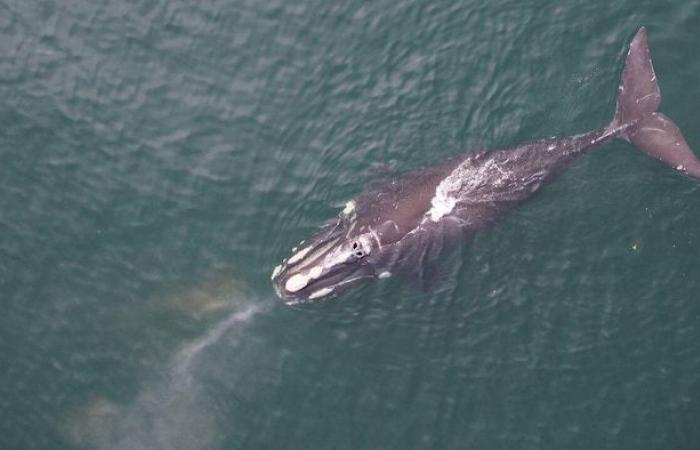 Drohnen zur Bestandsverletzung bei Glattwalen – Portail des Îles de la Madeleine