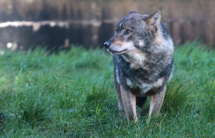 Wolf, bestätigt die Präfektur Morbihan: „Das in Guidel beobachtete Tier weist alle Kriterien eines Wolfes auf.“